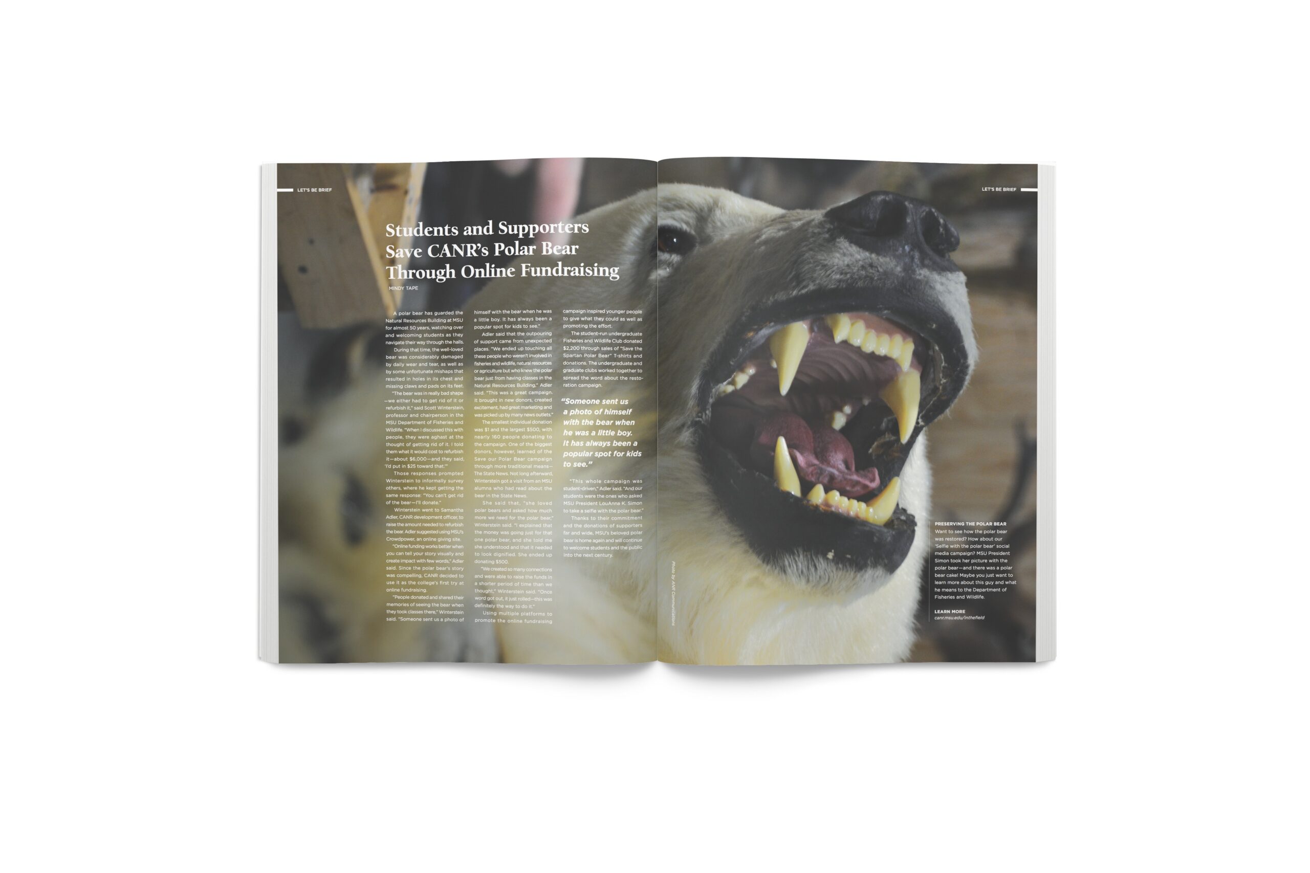 An image of a spread from In the Field. The spread features an image across both pages of a taxidermic polar bear which is housed in the College of Agriculture and Natural resources building at Michigan State University.